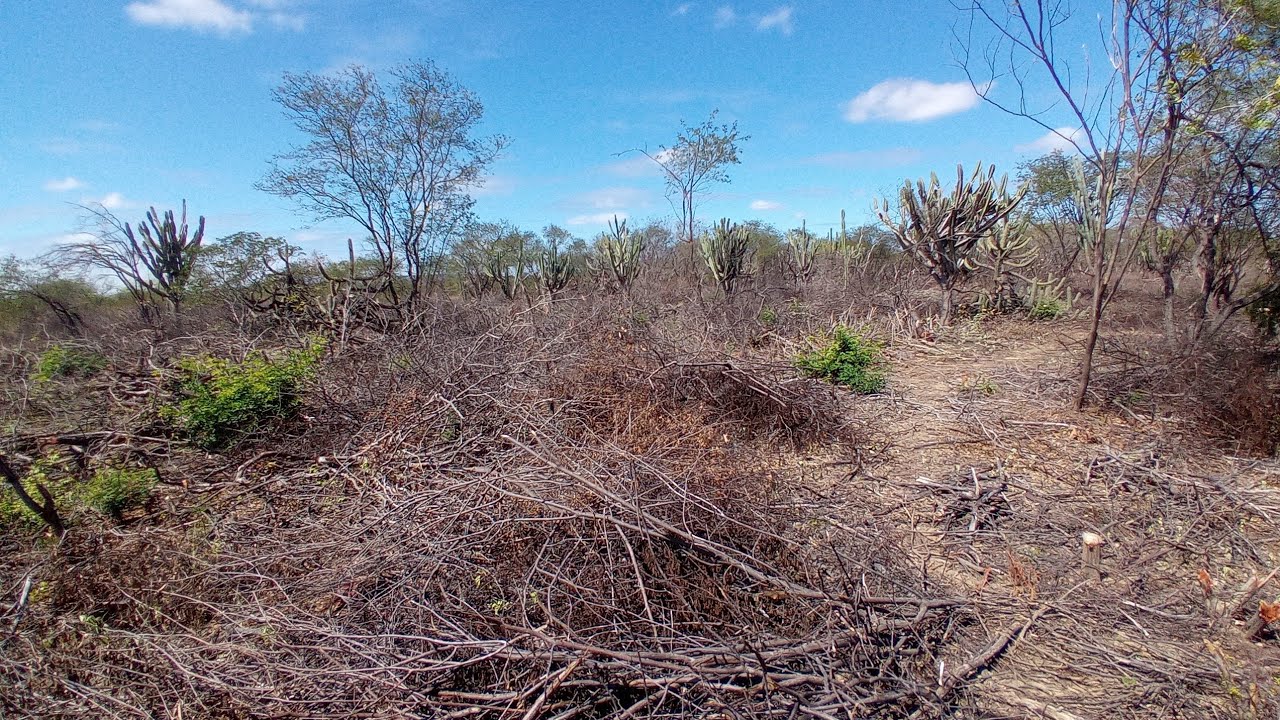 DESMATAMEMTO DE UMA ÁREA DE TERRA PARA PLANTIO DE CAPIM