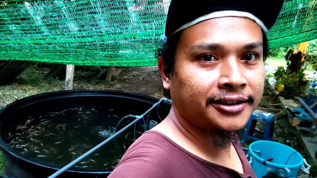 tutorial Cara membina kolam ikan talapia merah bajet rendah #diy #polytank#talapia #fish #lowbugdet