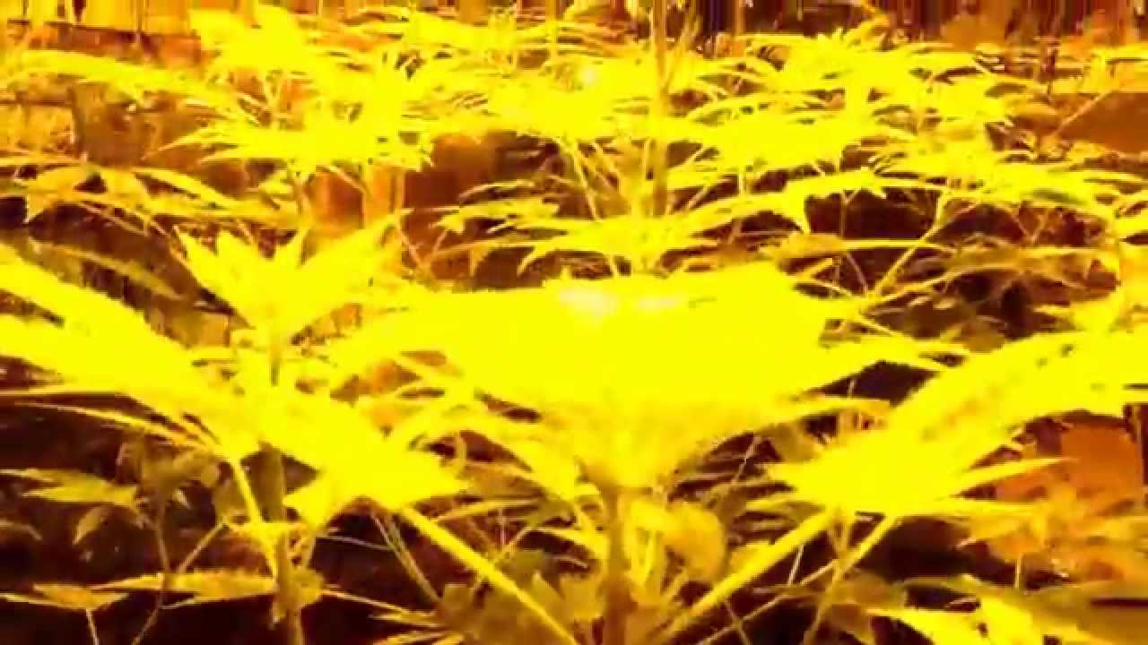 Aquaponic medical marihuana 4 day flowering #21