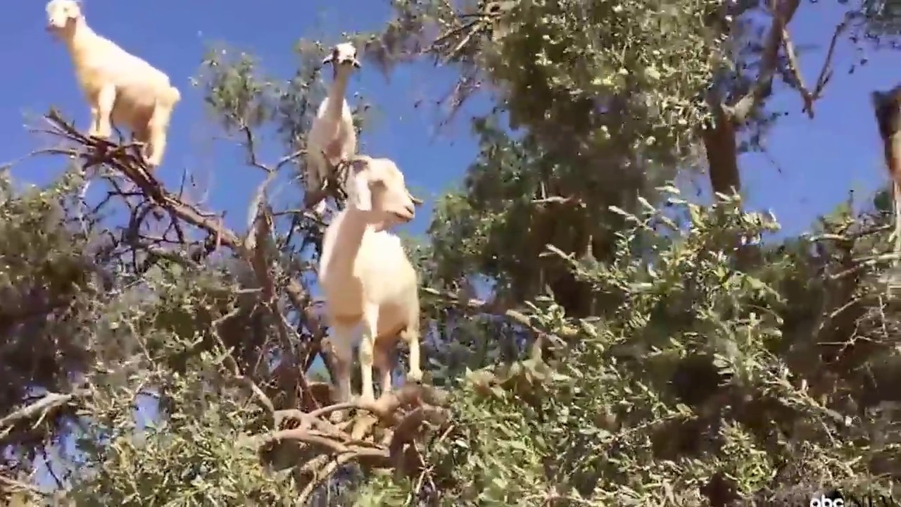 goatfam