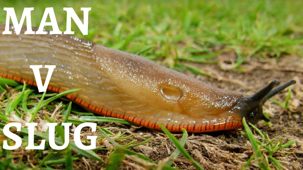 Diary Of A Suburban Farmer: Man V Slug