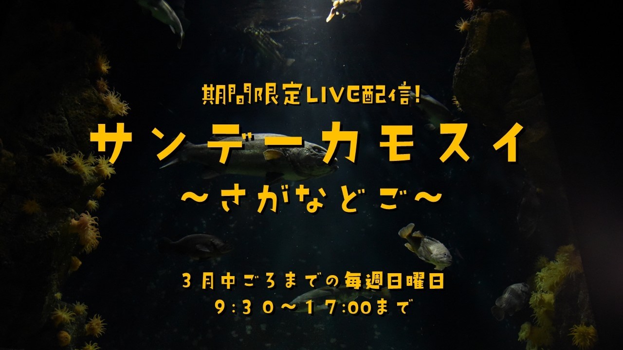 期間限定LVE配信！ サンデーカモスイ ～さがなどご～