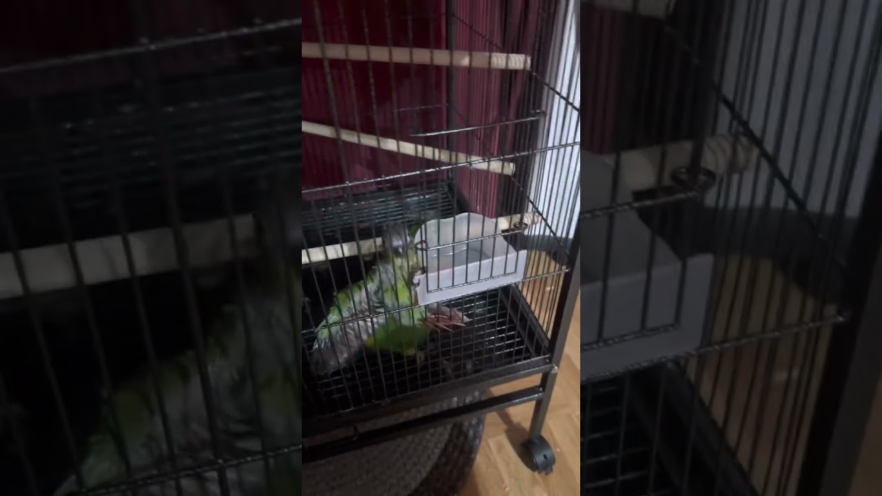 Is Your Bird Smart?? Storm and Pheonix trying to follow my Command.