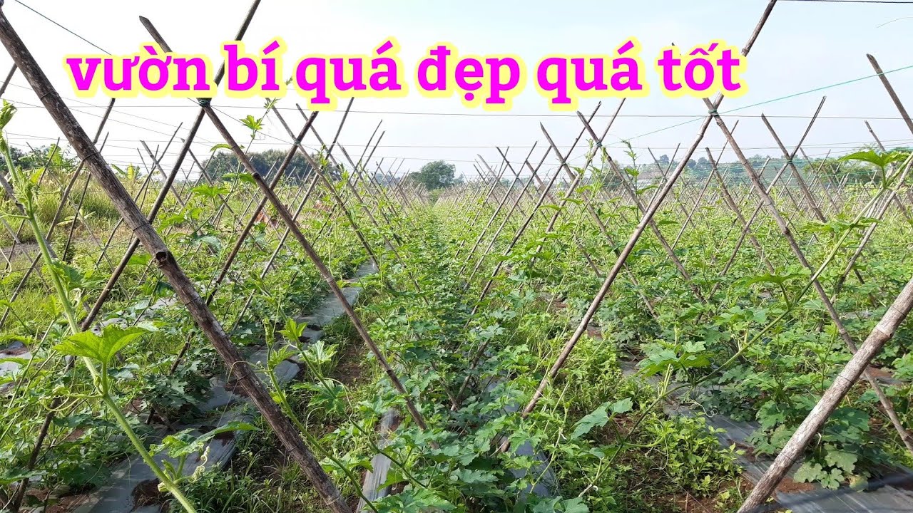 Trồng bí mùa mưa ,giống bí hai mũi tên đỏ, lên quá đẹp, #bíđaobíxanh