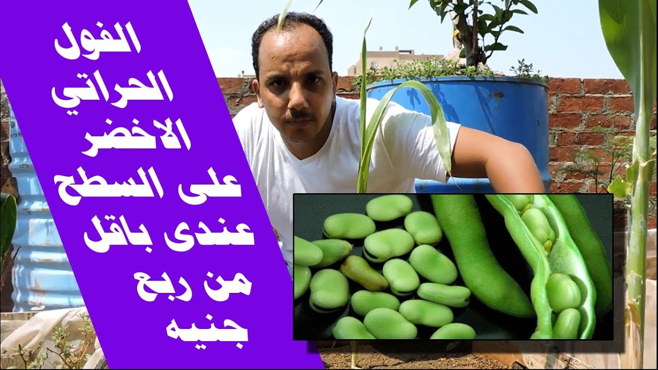 باقل من ربع جنيه - ازرع خضار صحى جدا جداجدا