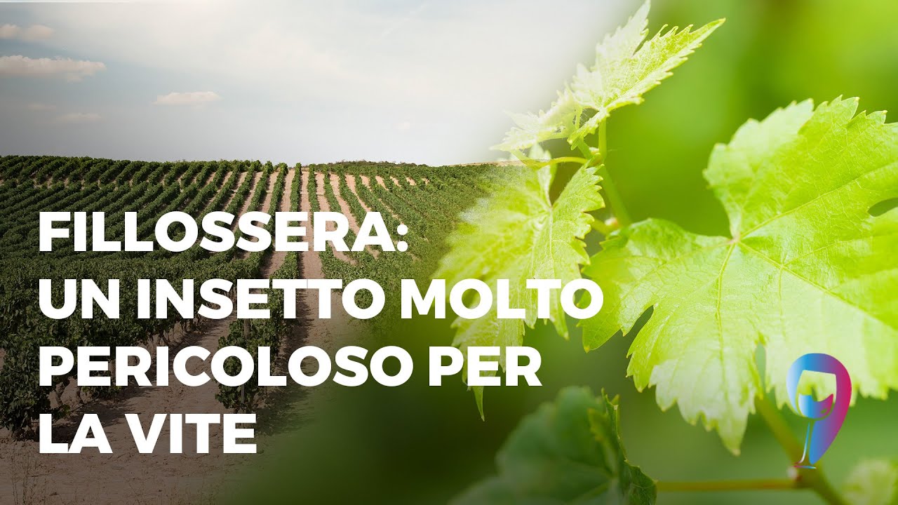 Fillossera: un insetto molto pericoloso per la vite