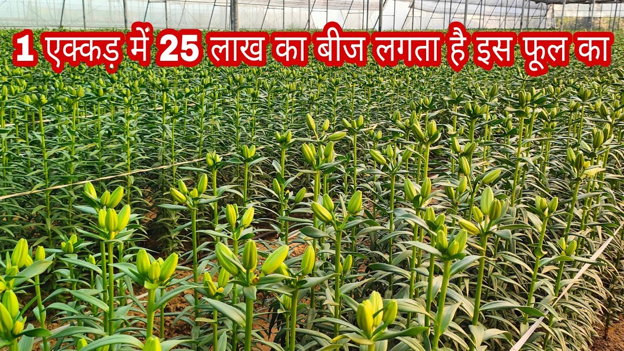 25 लाख का 1 एक्कड़ में बीज लगता है इस फूल का Lilium Flowers , बहुत महंगी खेती है इसकी।