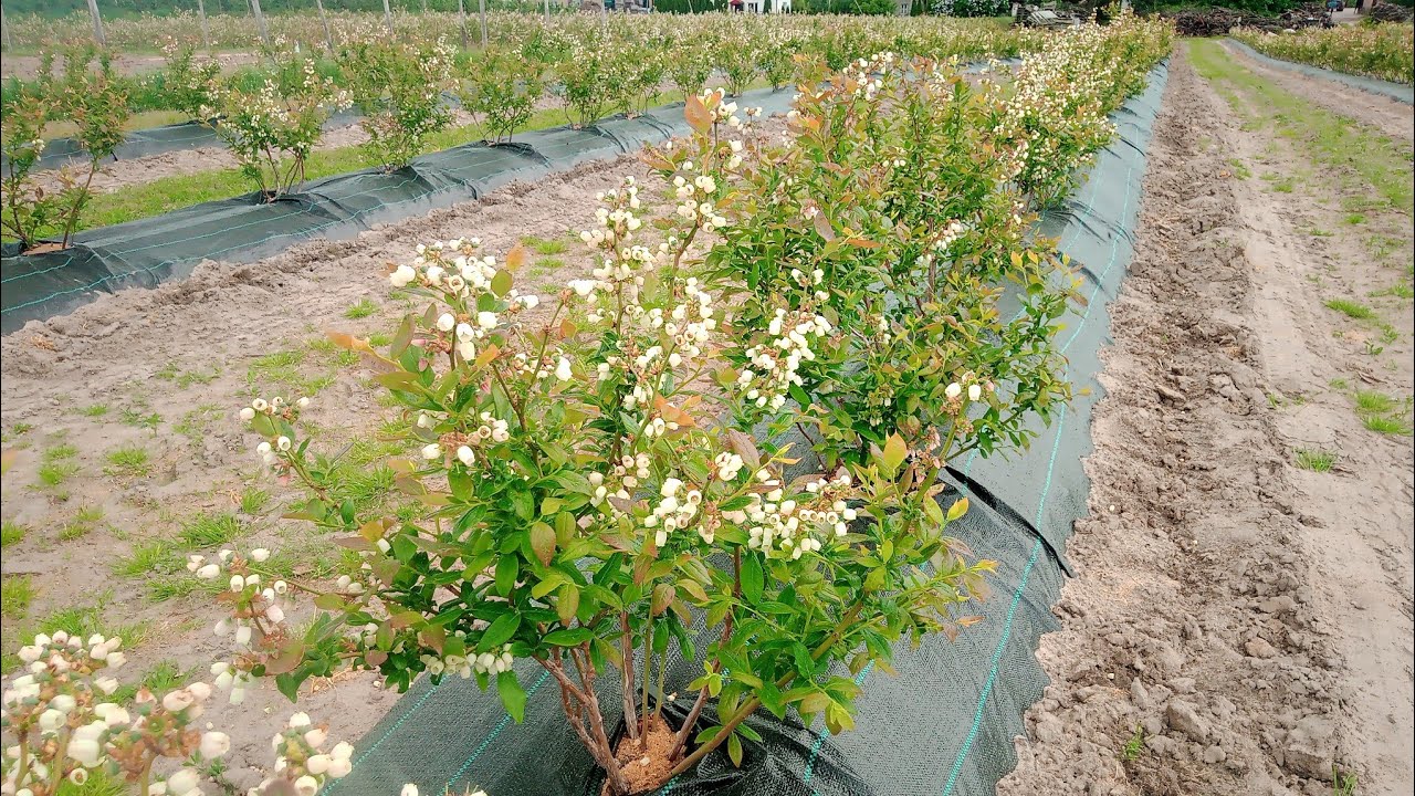 Borówka Amerykańska - uprawa sadzonki krzewy sadzenie pielęgnacja blue berry Sadownik z głową pl