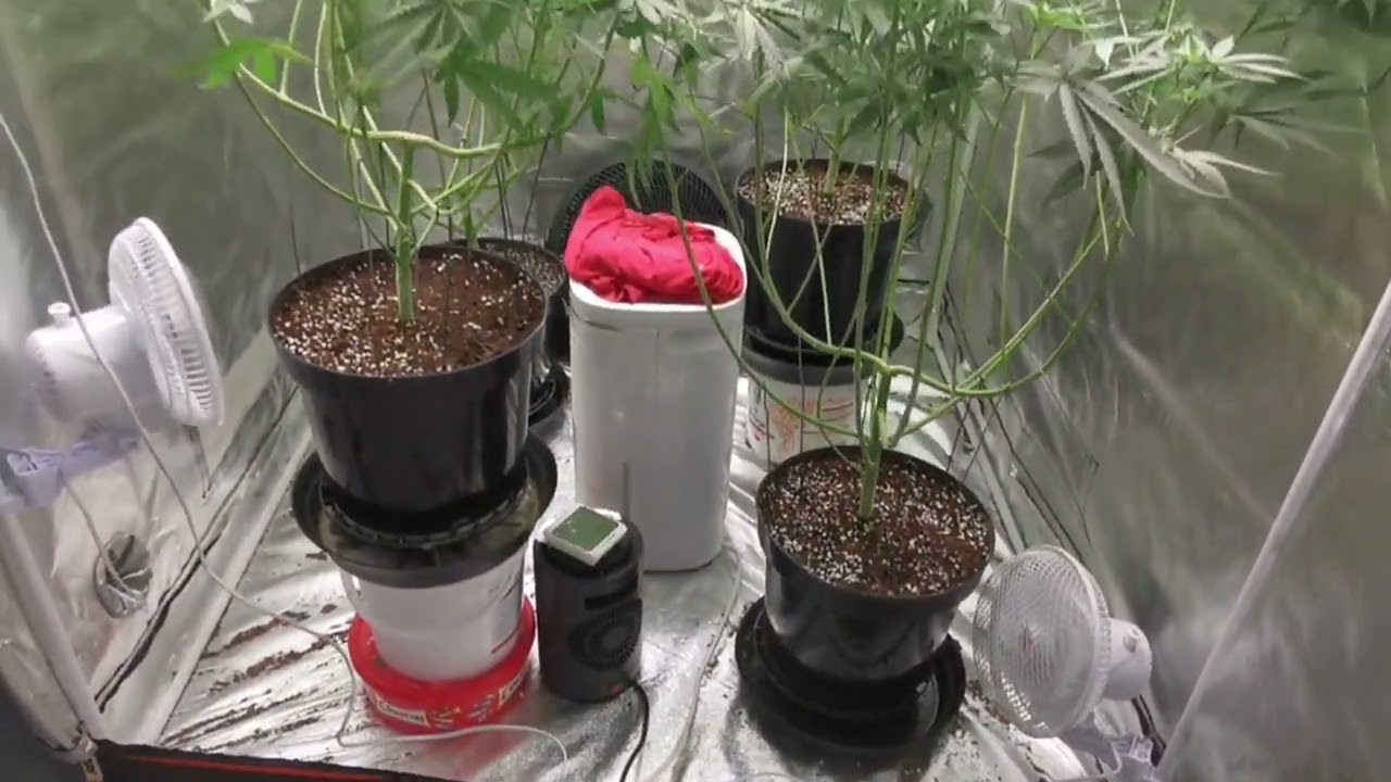 Strawberry Dawg Pound by Holy Smoke - Week 2 to 4 of Flower