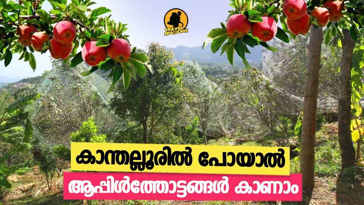 കാന്തല്ലൂരിലെ ആപ്പിൾത്തോട്ടങ്ങൾ | Kanthalloor Apple Farm | #kanthalloor