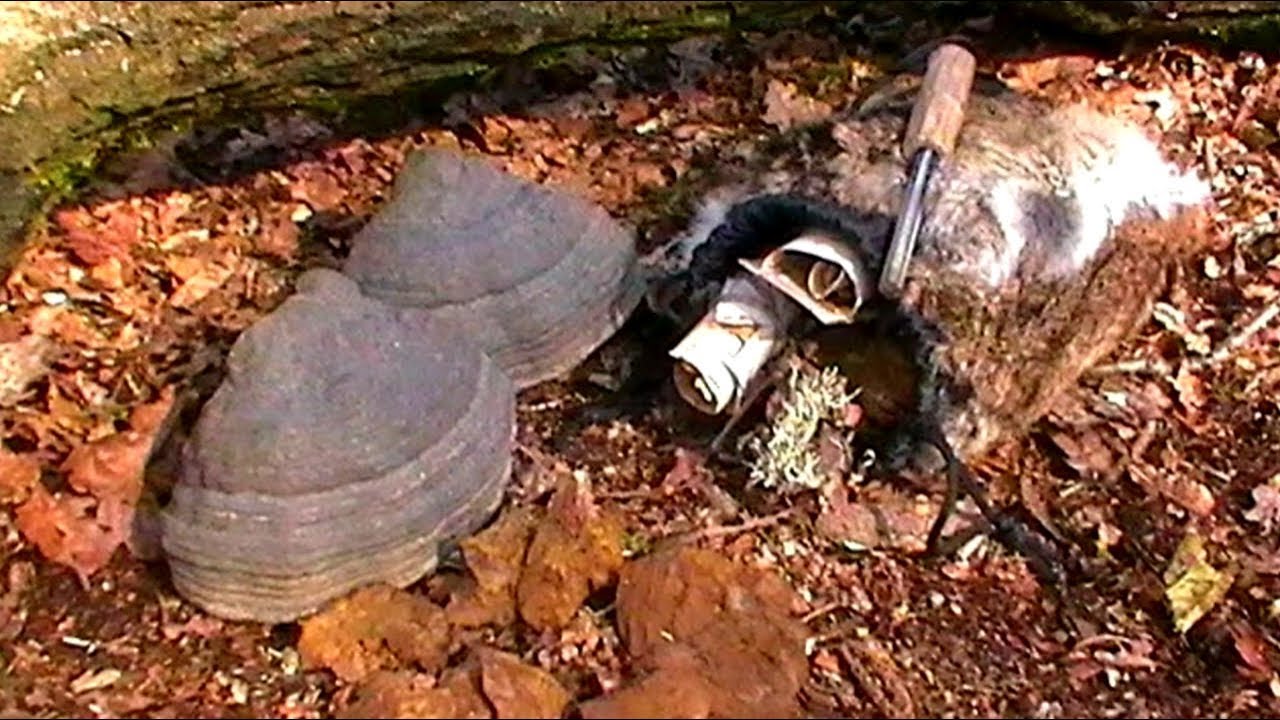 Processing Amadou Tinder ~ Horse Hoof Fungus