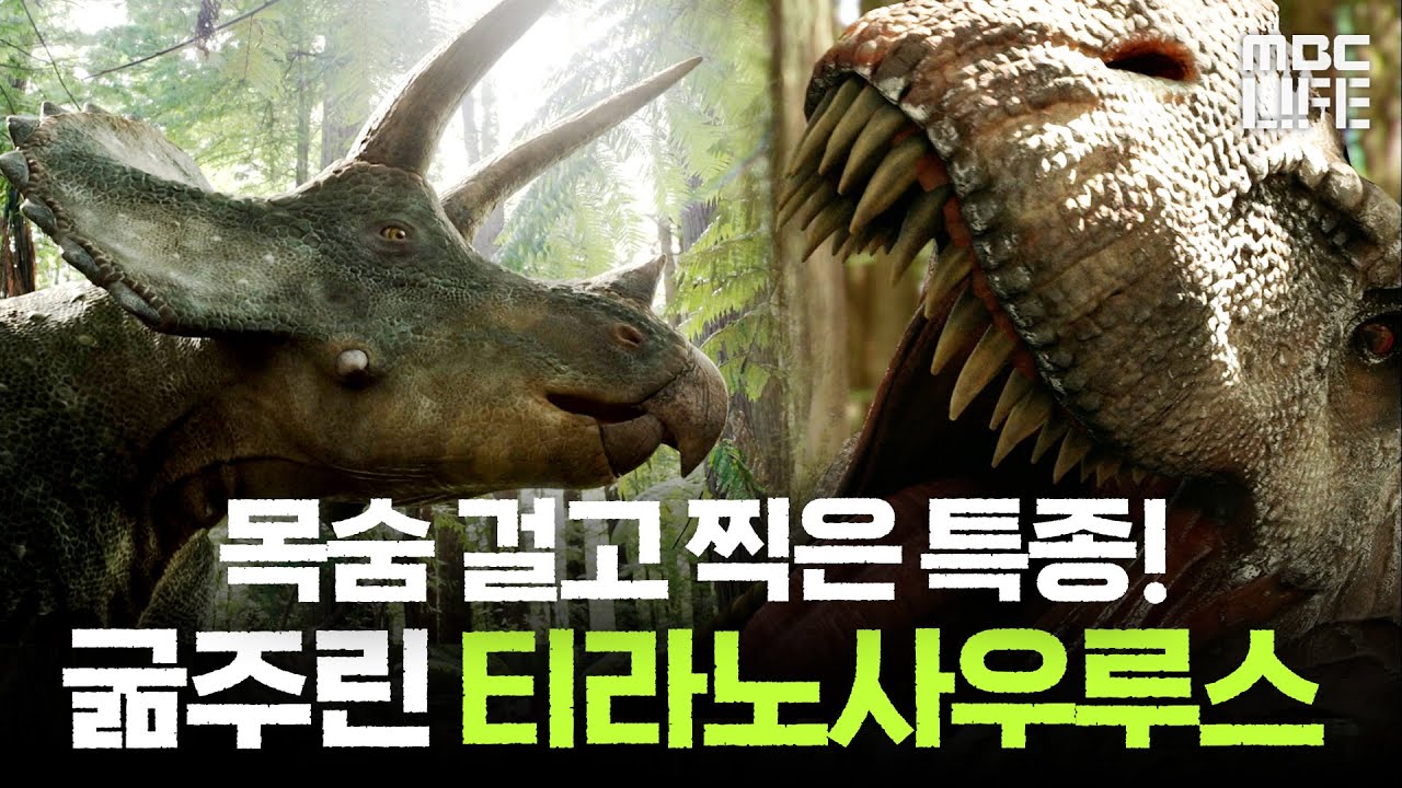 [MBC 다큐] 카메라맨이 목숨 걸고 찍었다는 특종! 티라노사우루스 VS 트리케라톱스 #1억년뿔공룡의비밀 MBC140127방송