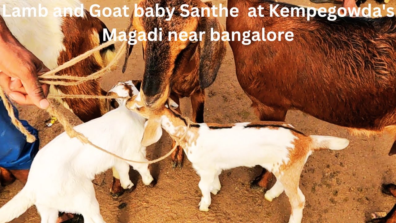 E P 1 Lamb and Goat baby Santhe  at Kempegowda's Magadi near bangalore with price