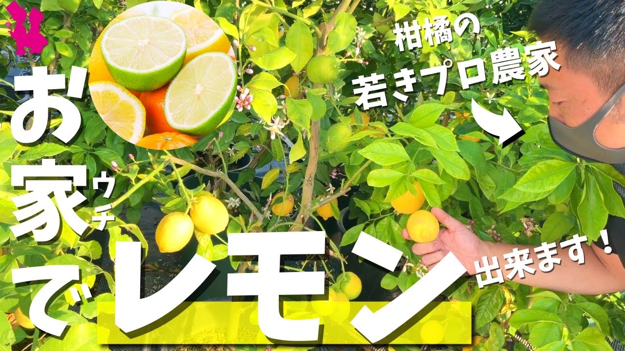 【おまたせ！】鉢植え柑橘を育てたい！プロに話を聞いてきた(レモン・ゆず・みかん)