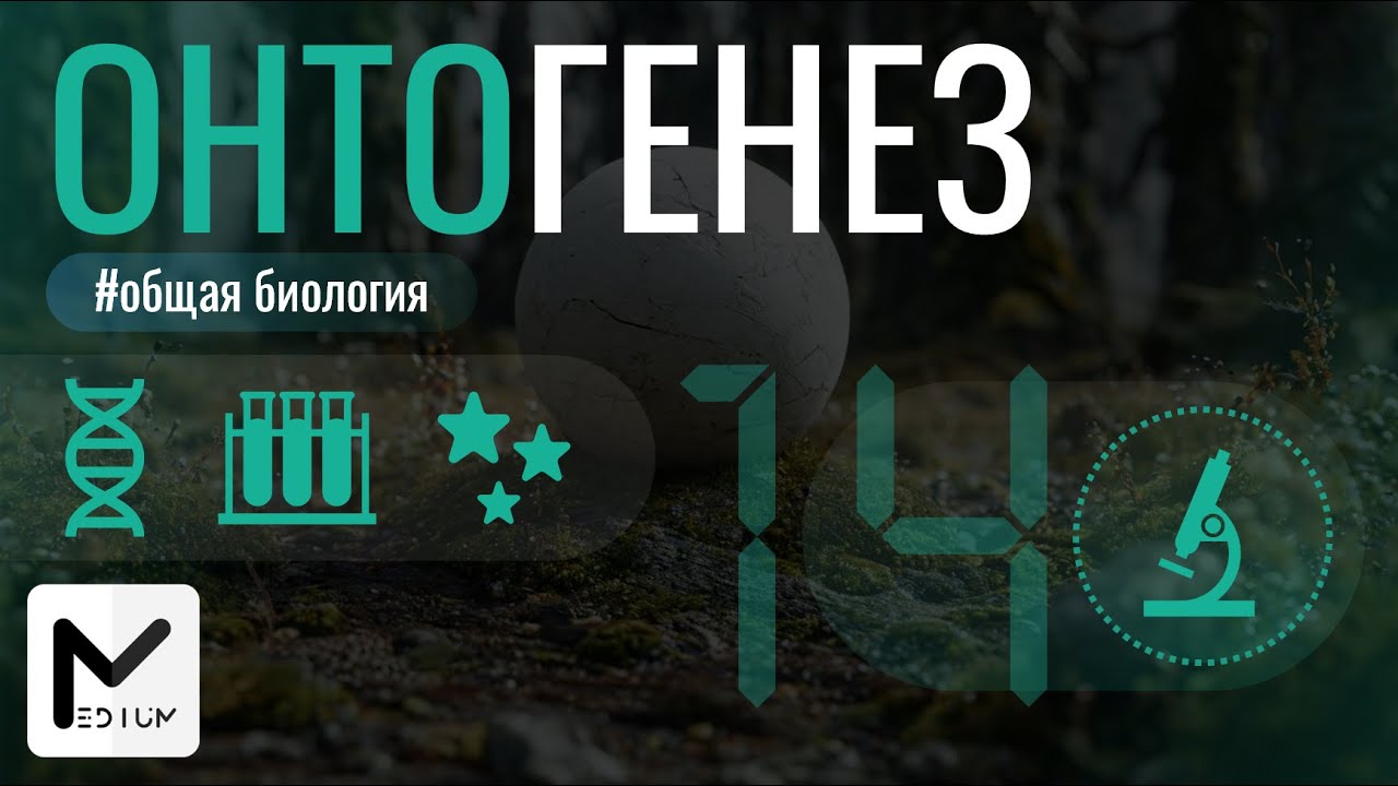 Онтогенез / Эмбриональное развитие / ЕГЭ по биологии