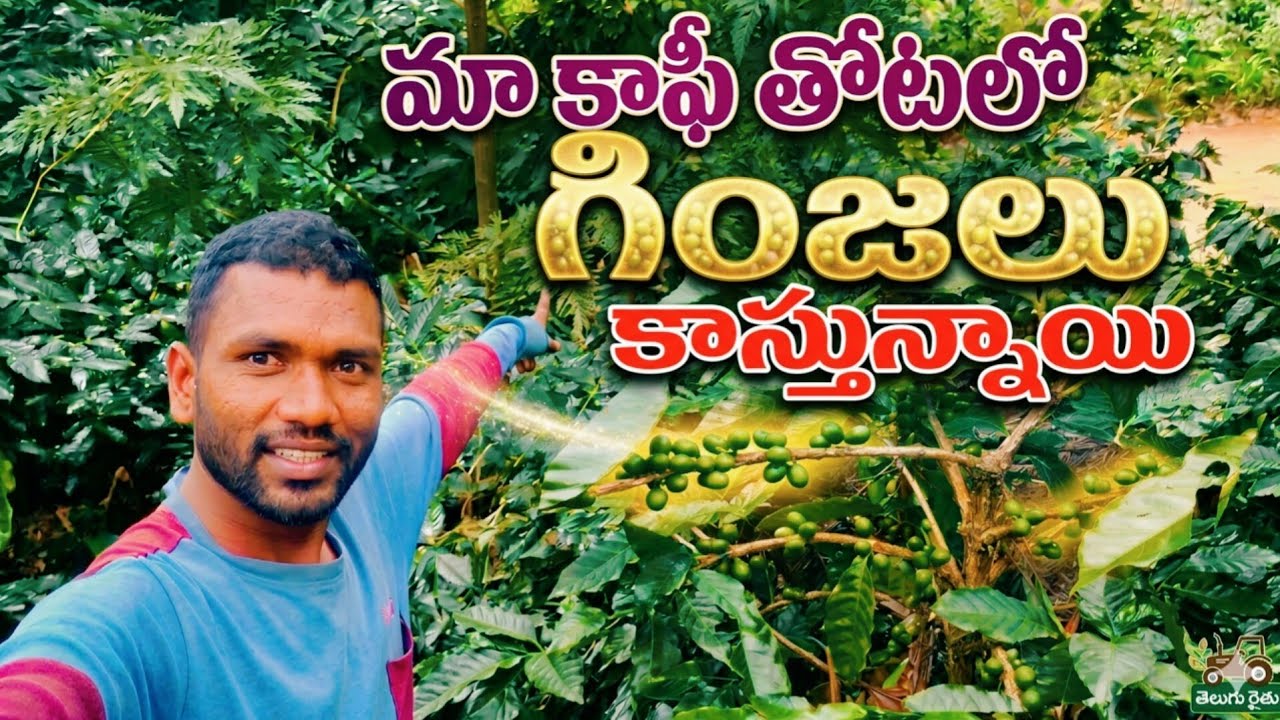 మా కాఫీ తోటలో గింజలు కాస్తున్నాయి 