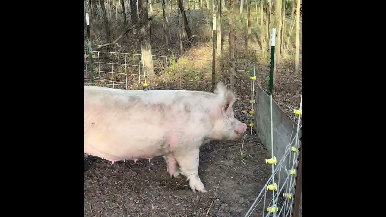 Farrowing pen complete for Hazel