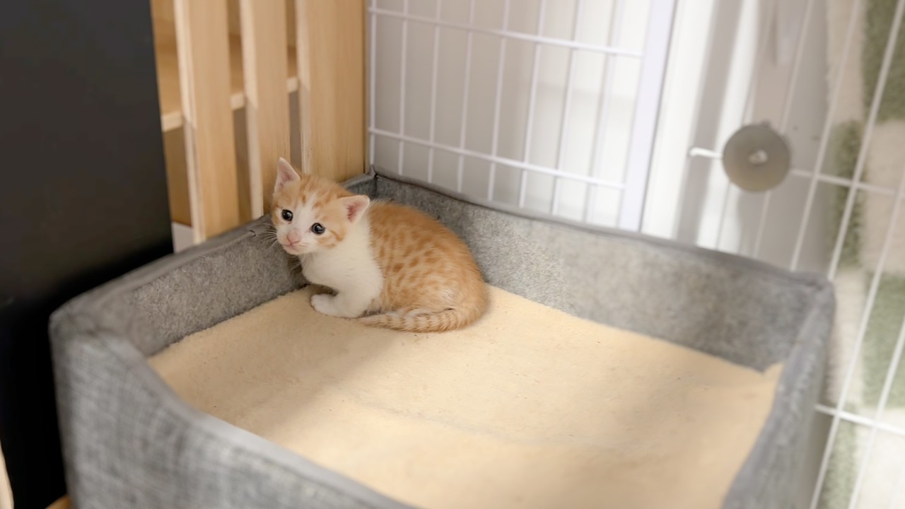 아기고양이가 혼자 떨어져 있어요