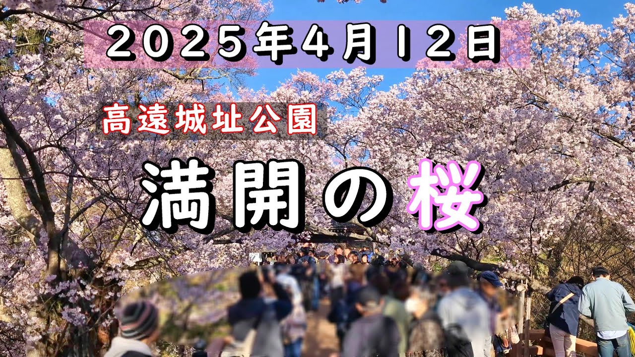 高遠城址公園の桜 2025年4月12日(早朝) || 桜の名所を散策 || 六道堤-駐車場(P11)-高遠閣-桜雲橋-太鼓櫓-桜のトンネル-高遠ダム-白山観音 || 中央アルプスと南アルプス [4k]