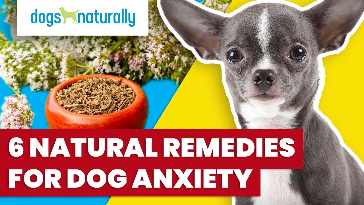 6 Natural Remedies for Dog Anxiety
