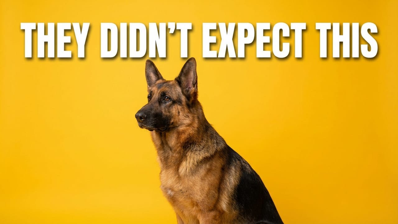 German Shepherd Owners Regret It — Here's Why