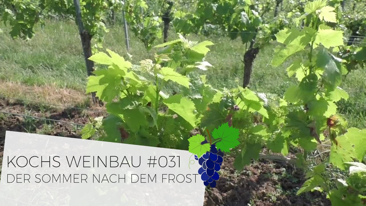 Der Sommer nach dem Frost | #031
