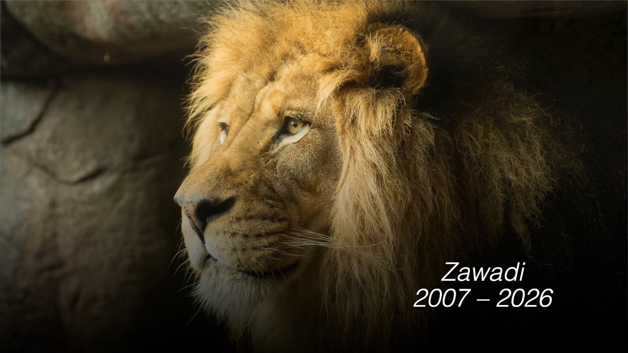 Remembering Zawadi, Elder Statesman Of African Lion Pride