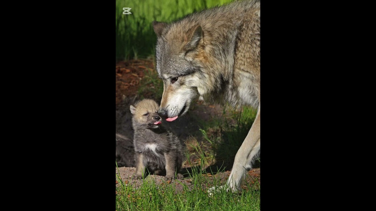 Garik Garik.Вы берегите и цените Мать свою…