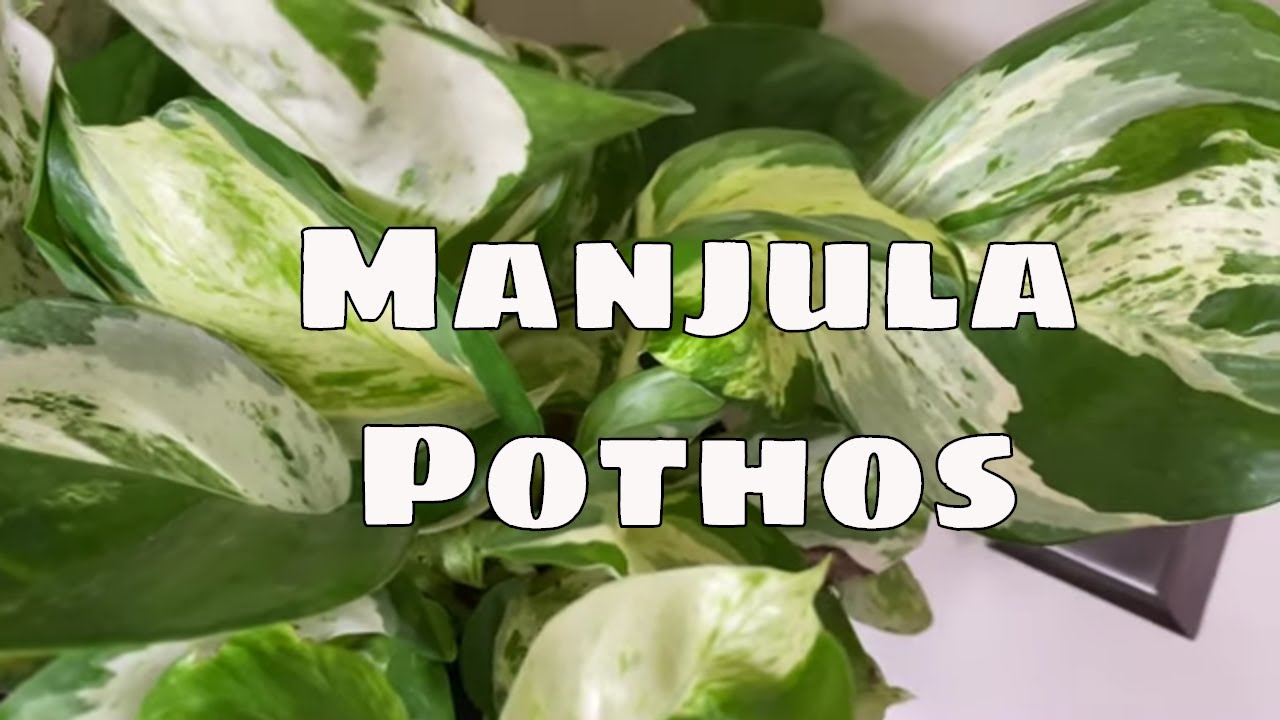 Majula Pothos Complete Care and Propagation Tips Tropical Houseplant
