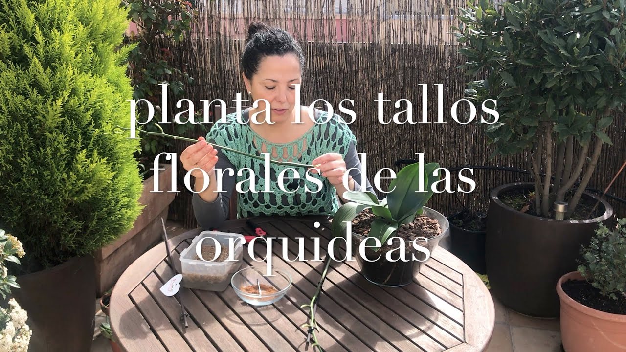 Plantar las varas florales de Phalaenopsis. 1 de 3