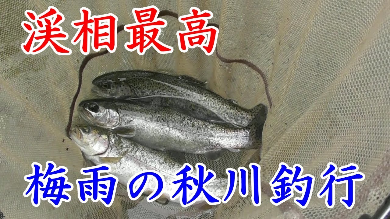 【渓流釣り】増水中の秋川で渓流釣り！水量最高でした！