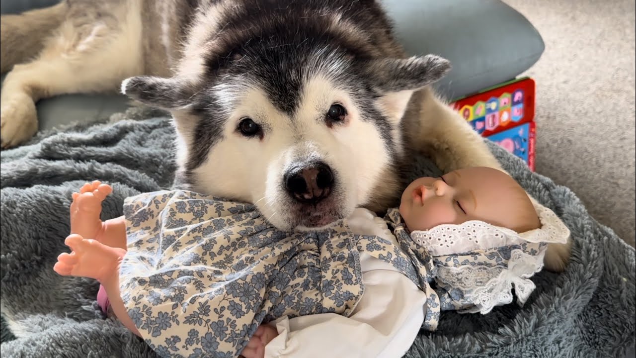 The Most Maternal Husky & Baby Ever!🥰.