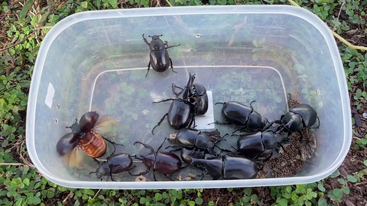 This Beetle Is Stronger Than You Think! 💪🪲