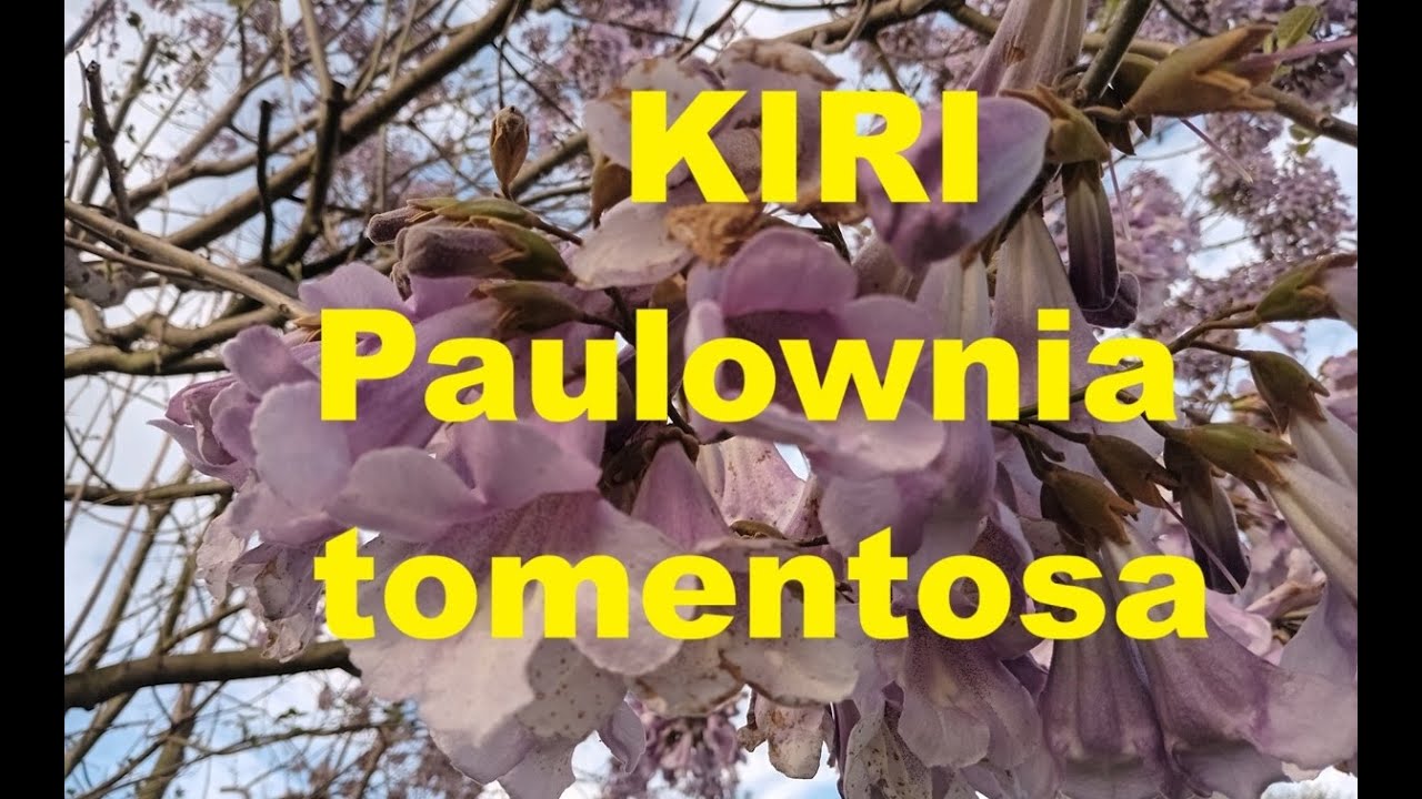 Germinación de Kiri - Paulownia tomentosa - Árbol Fénix - Anum