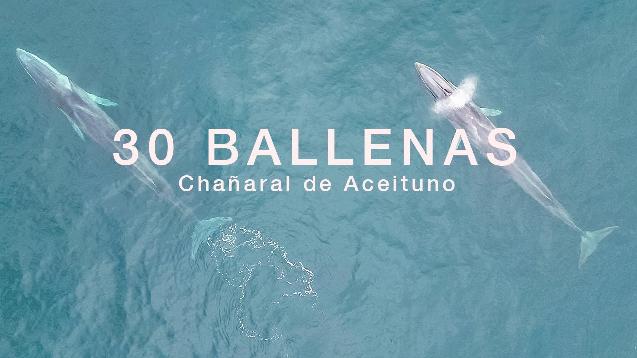 El paraiso de las ballenas, Chañaral de Aceituno
