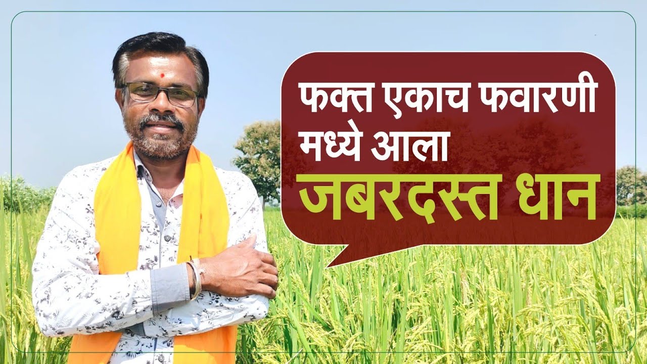 एकाच फवारणी मध्ये आला जबरदस्त धान | धान पीक व्यवस्थापन | dhan pik niyogen
