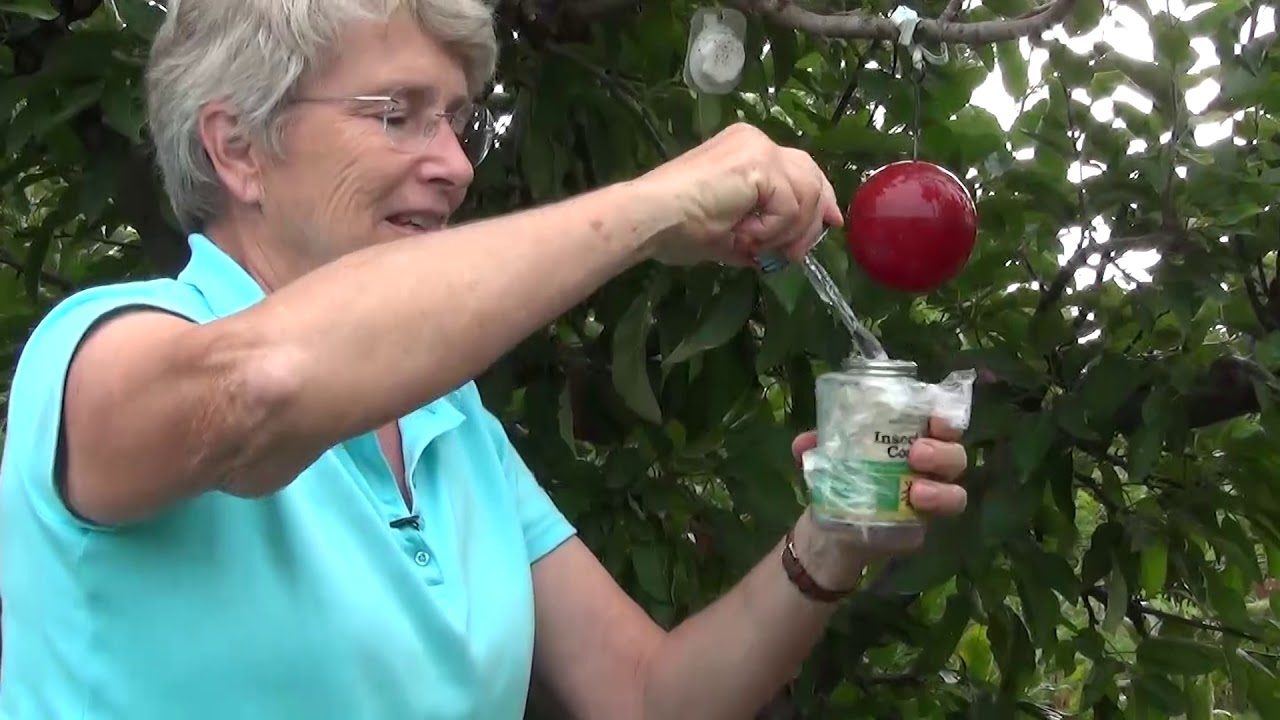 10   Cleaning Sticky Traps - Keeping Traps Effective