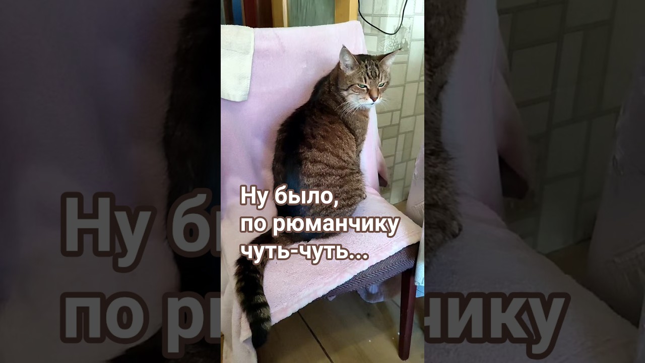 Контролёр -моралист #cat #видосыоткота #веселыекоты #прикольныекоты #юмор