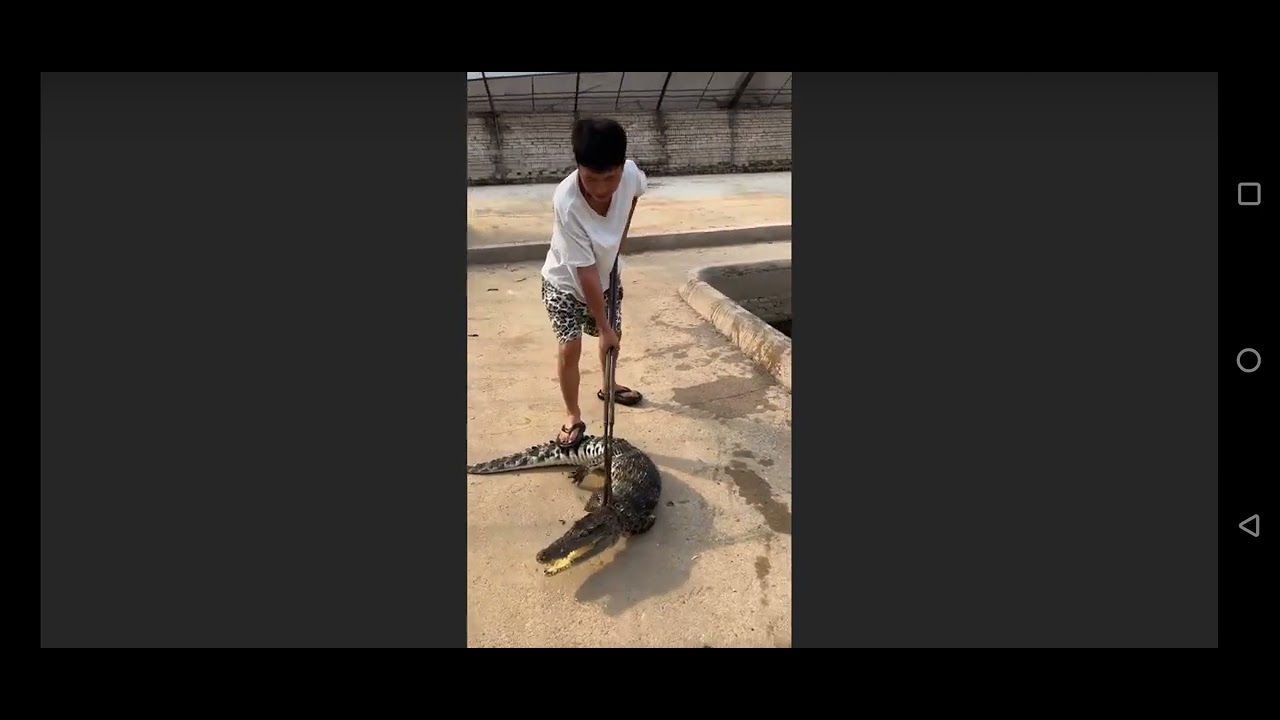 deadly crocodiles farm.