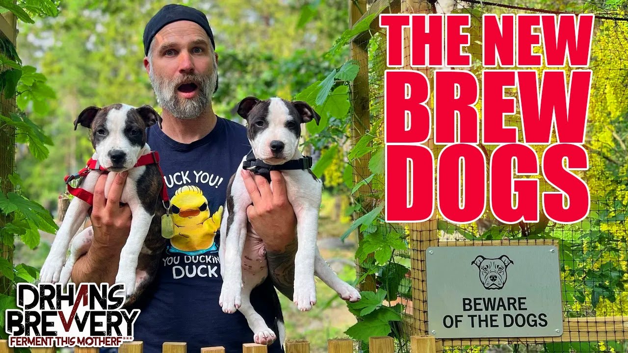 Meet My New Brew Dogs: Chewie and Leia | DrHans Brewery Update