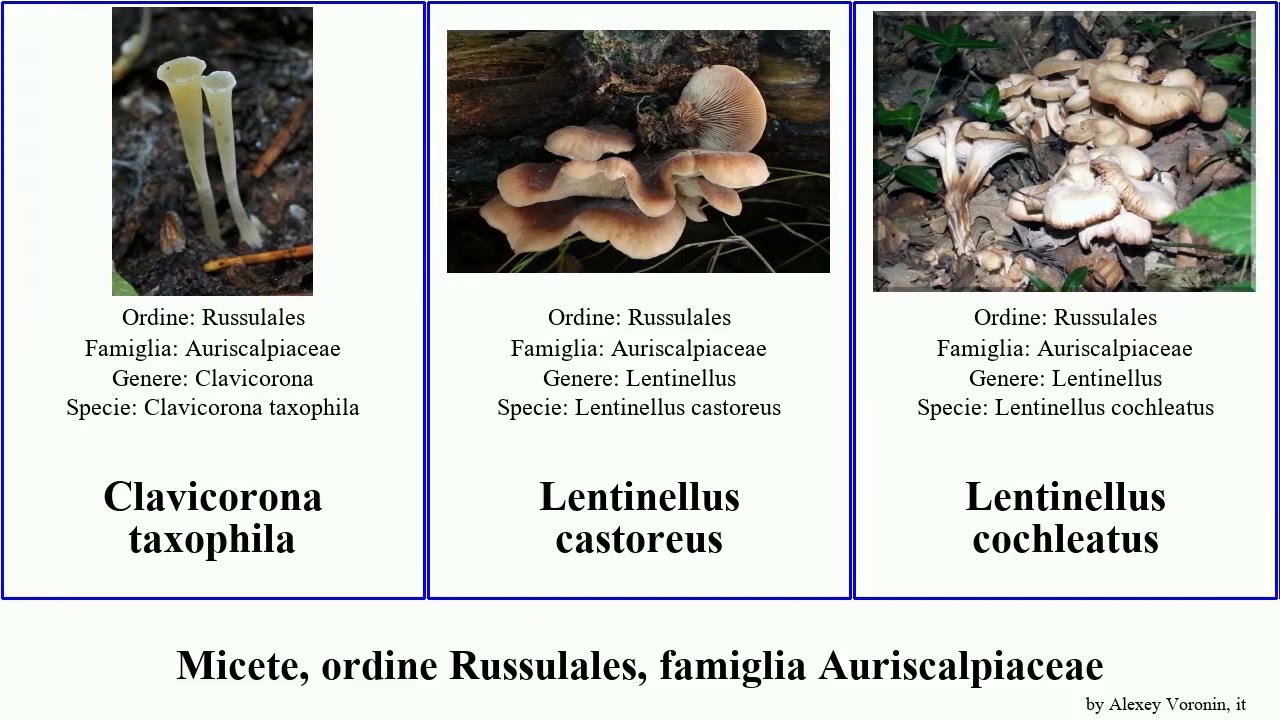 Micete, ordine Russulales, famiglia Auriscalpiaceae lentinellus fungus Clavicorona piperatus Pad