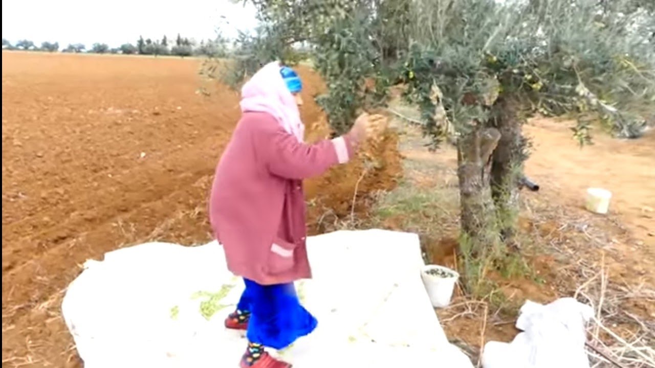 عمرها 86 سنة تخدم في الزيتون وعندها خمسة أولاد مايزورها حد ، ماعندي حد يصرف عليا نخدم على روحي