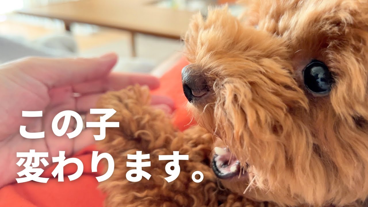 カットでめちゃくちゃ可愛くなりました！シルエットがピノとおにぎりですが…  / アフレコトイプードル