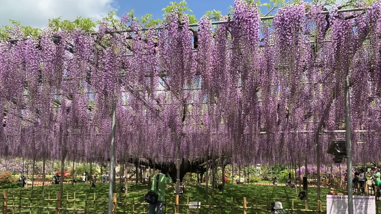 The Great Wisteria Trellis at Ashikaga Flower Park (April 24,2025)