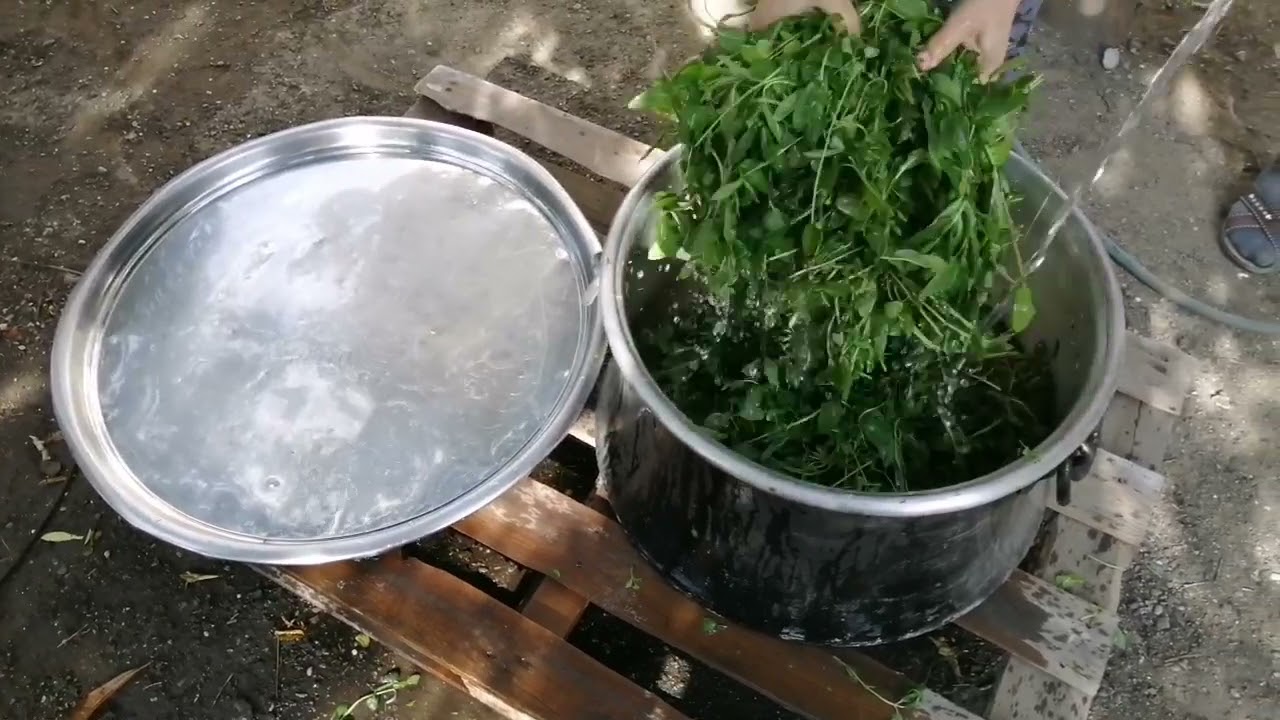 NANE PEKMEZİ (DÜNYADA BİR İLK)
