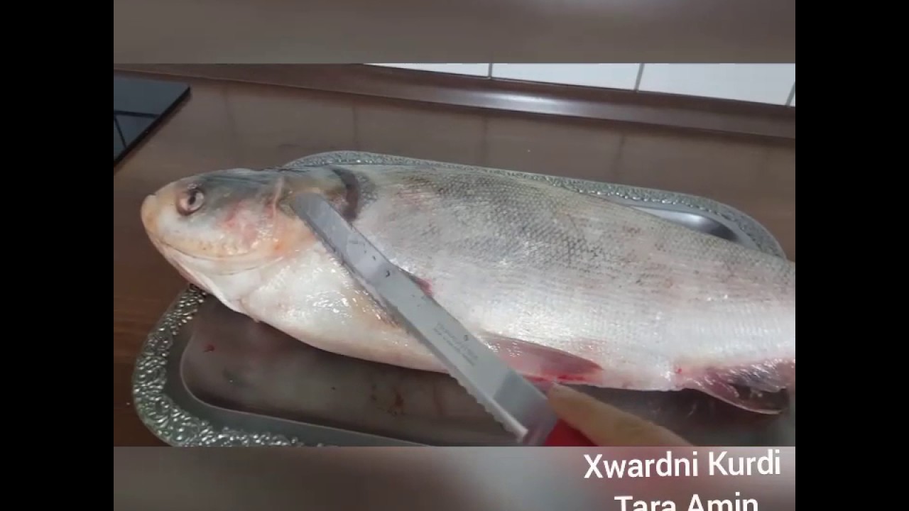 Xwardni Kurdi Tara Amin masi