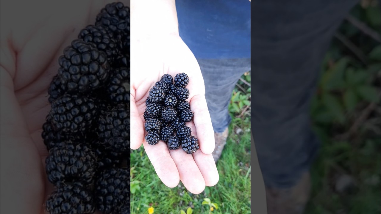 Cueillette des m&ucirc;res sauvages : quand, comment et o&ugrave; les cueillir...#m&ucirc;res #degustation #cueillette