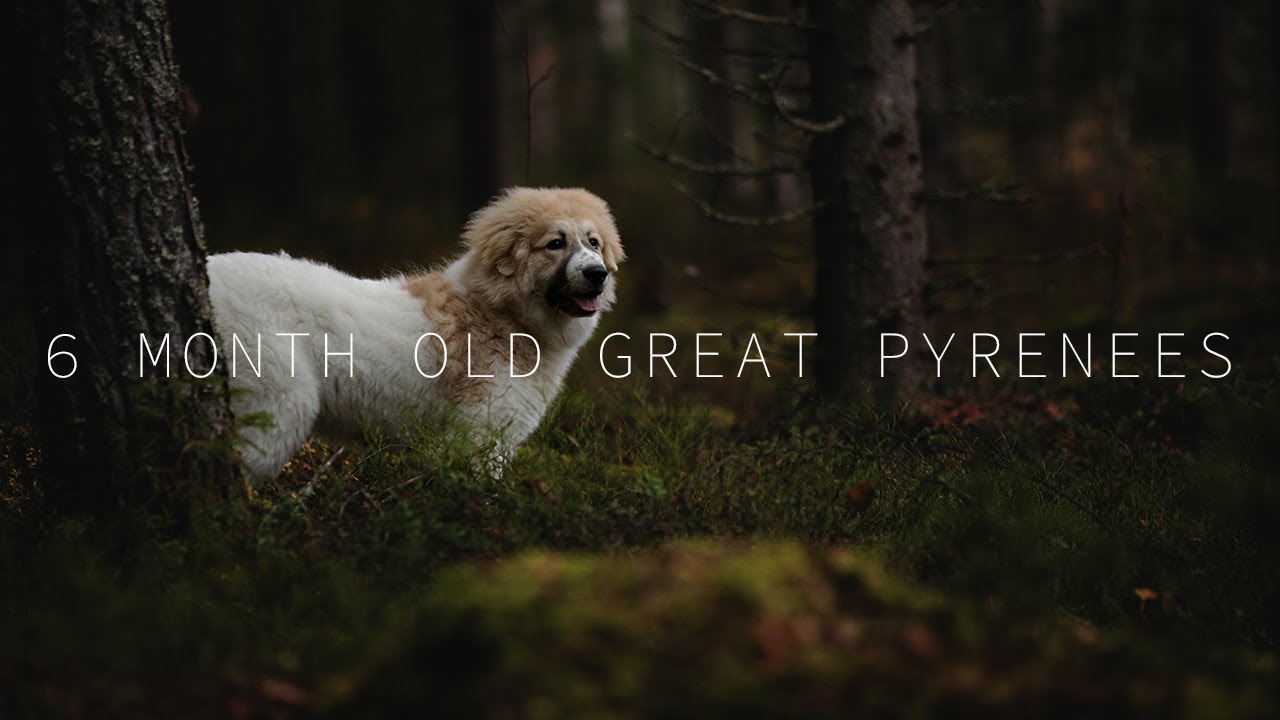 GREAT PYRENEES PUPPY | 6 Month Old Pyrenean Mountain Dog Puppy VALO