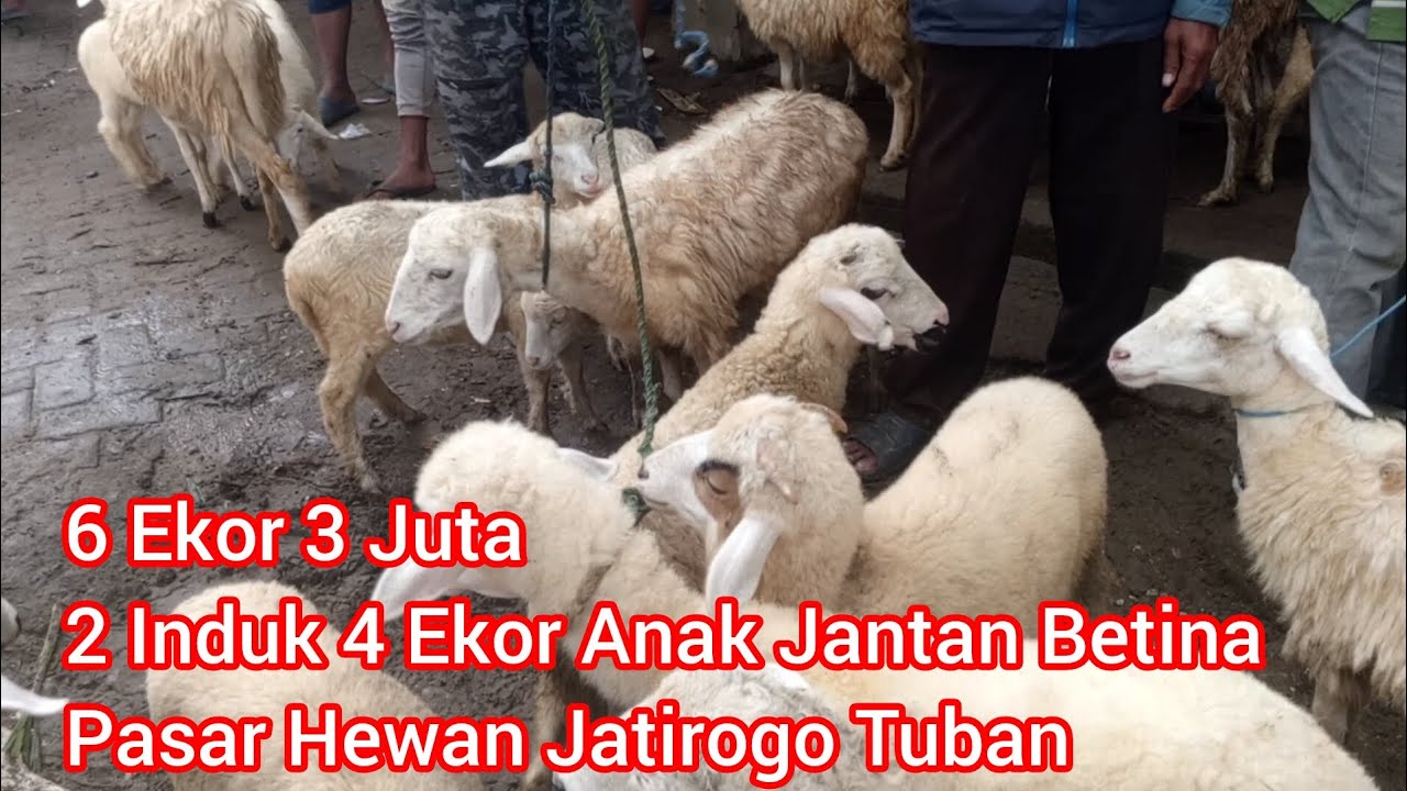 Beli Ini untung Besar 6 Ekor 3 Juta 2 Induk 4 Anak Jantan Betina ‼️ Pasar Hewan Jatirogo Tuban 