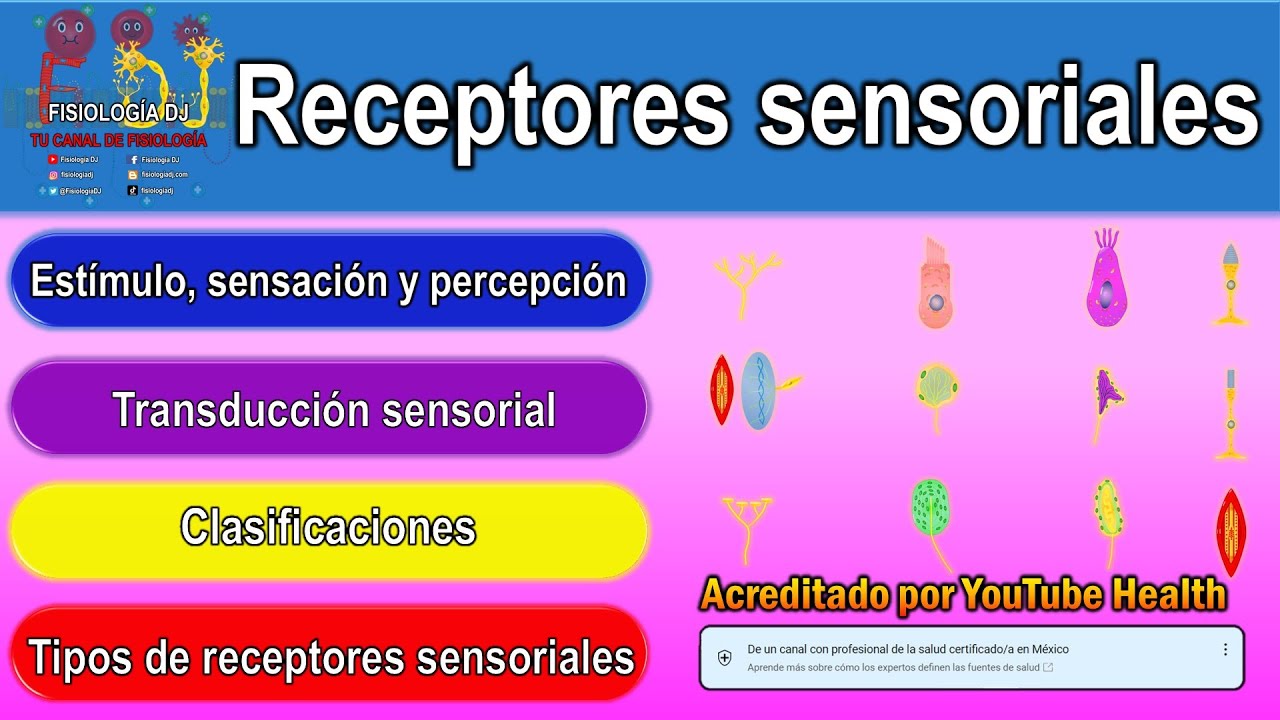 Receptores sensoriales del sistema nervioso | Receptores sensitivos clasificación